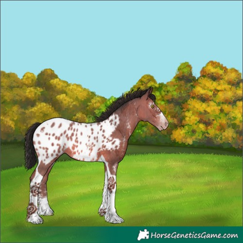 Horse Color:Gray Amber Champagne Sabino Tobiano Appaloosa 