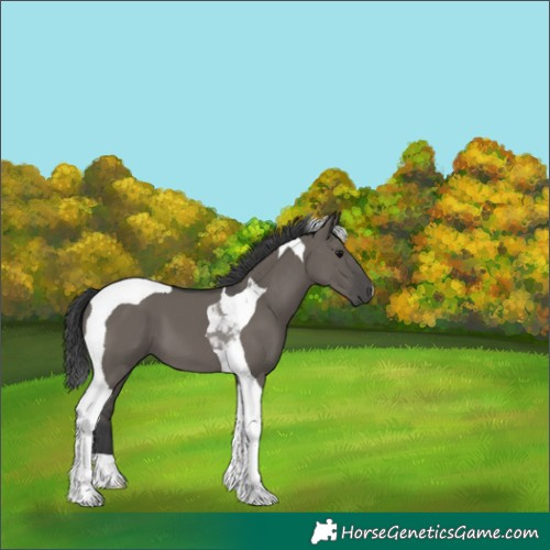 Horse Color:Grullo Tobiano 