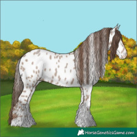 Horse Color:Classic Champagne Sabino Tobiano Near Leopard 
