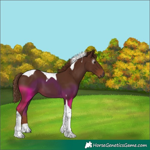 Horse Color:Gray Chestnut Tobiano 