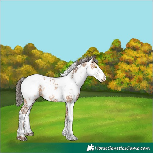 Horse Color:Amber Champagne Sabino Appaloosa 