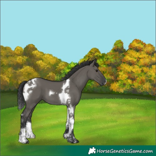 Horse Color:Grullo Tobiano 