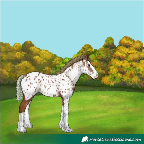 Horse Color:Chestnut Splash Appaloosa 