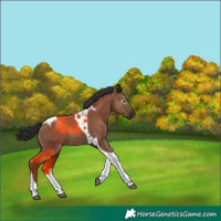 Horse Color:Gray Liver Red Dun Tobiano 