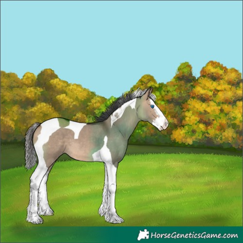 Horse Color:Bay Dun Splash Tobiano 