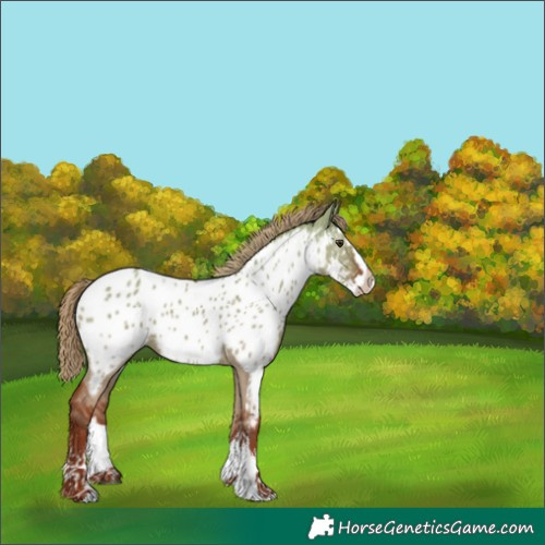 Horse Color:Red Dun Sabino Splash Near Leopard