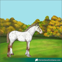 Horse Color:Red Dun Sabino Splash Appaloosa 