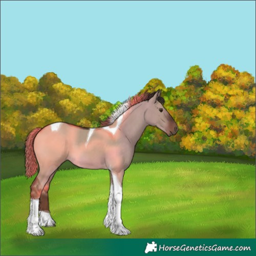 Horse Color:Liver Red Dun Tobiano 