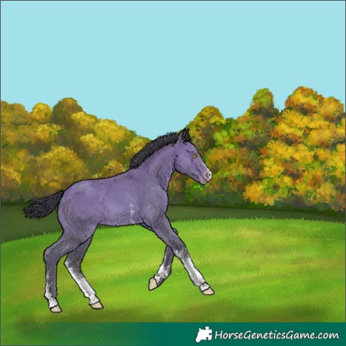 Horse Color:Sable Champagne Sabino 