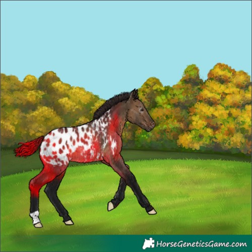 Horse Color:Gray Bay Dun Appaloosa 