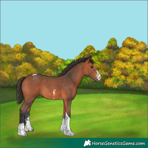 Horse Color:Bay Sabino Tobiano Rabicano 