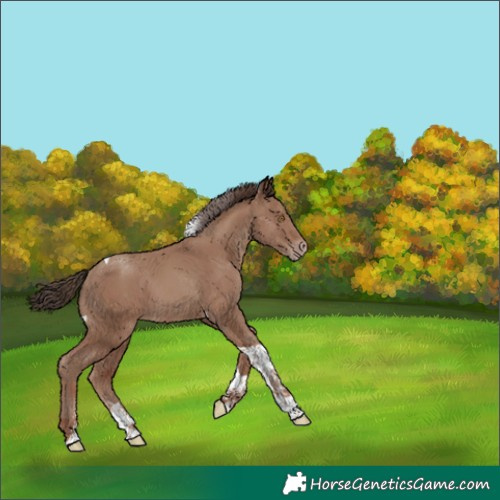 Horse Color:Classic Champagne Sabino Tobiano 