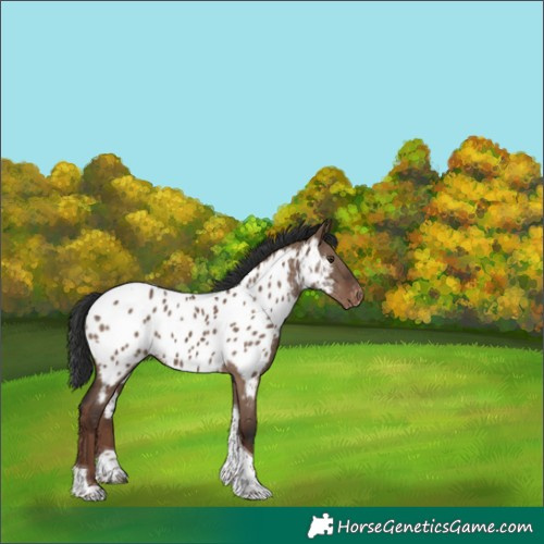 Horse Color:Liver Red Dun Tobiano Near Leopard 