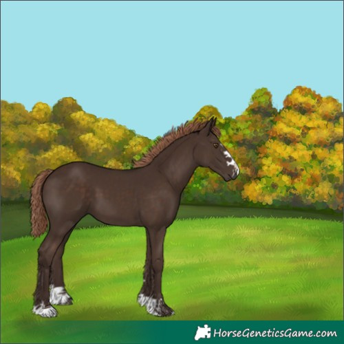 Horse Color:Liver Chestnut 