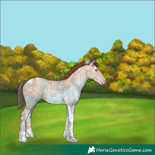 Horse Color:Gray Gold Champagne Ice Tobiano Appaloosa Rabicano 