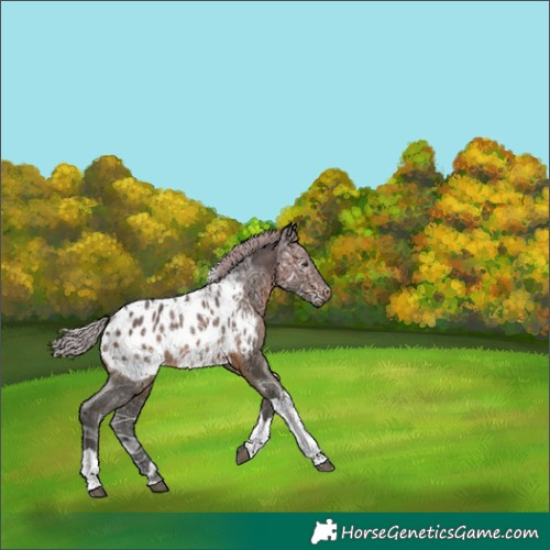 Horse Color:Gray Silver Bay Ice Tobiano Appaloosa 
