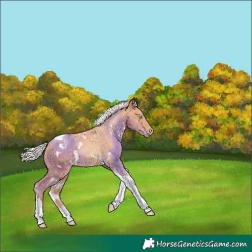 Horse Color:White Spotted Silver Classic Champagne Tobiano 