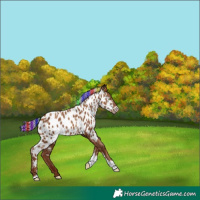 Horse Color:Gray Painted Silver Classic Champagne Tobiano Appaloosa Rabicano 