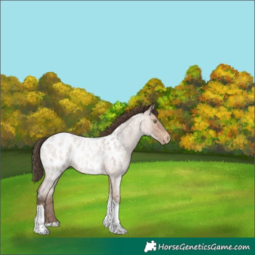 Horse Color:Sable Champagne Roan Tobiano Near Leopard 