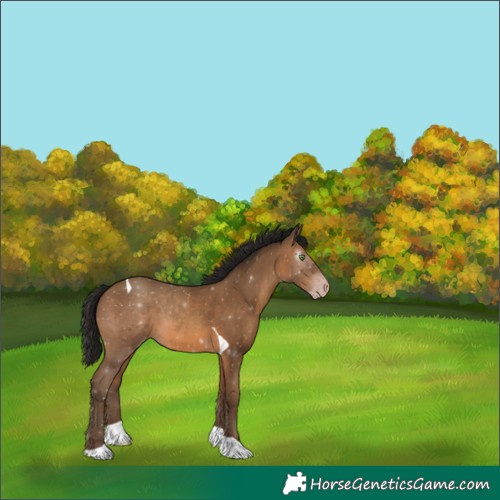 Horse Color:Gray Amber Champagne Tobiano Rabicano 