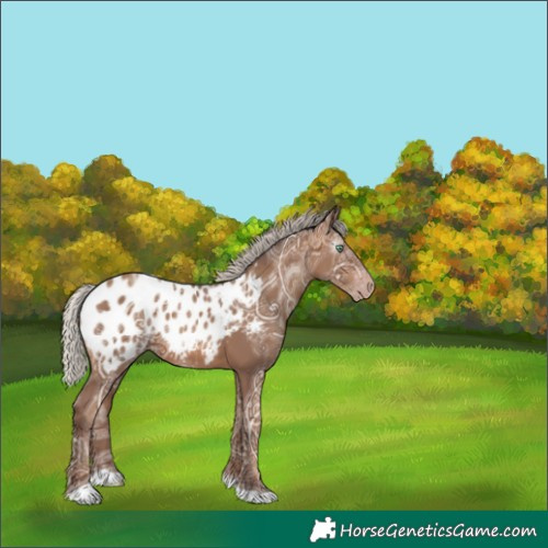 Horse Color:Gray Silver Sable Champagne Ice Tobiano Appaloosa 