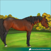 Horse Color:Bay 
