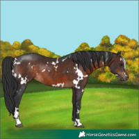 Horse Color:White Spotted Brown Rabicano 