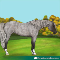 Horse Color:Silver Brown Roan 