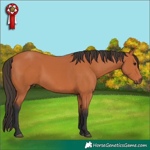 Horse Color:Bay 