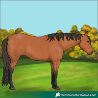 Horse Color:Bay 