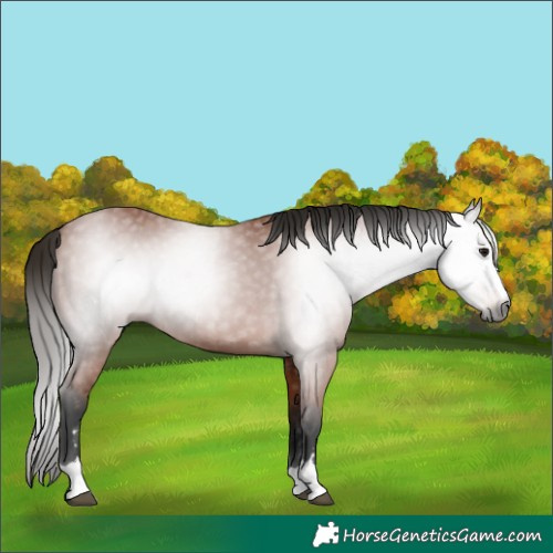 Horse Color:Gray Bay 