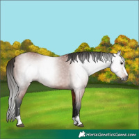 Horse Color:Gray Bay 