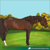 Horse Color:Liver Chestnut Rabicano 