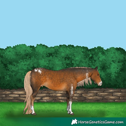 Horse Color:White Spotted Chocolate Palomino Appaloosa 