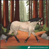 Horse Color:Bay Dun 