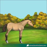 Horse Color:Buckskin Dun 