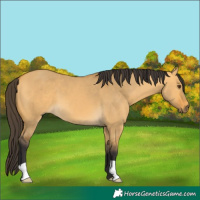 Horse Color:Buckskin Dun 