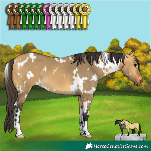 Horse Color:White Spotted Buckskin Dun 