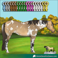 Horse Color:White Spotted Buckskin Dun 