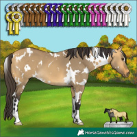 Horse Color:White Spotted Buckskin Dun 