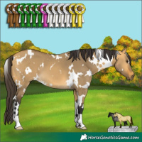 Horse Color:White Spotted Buckskin Dun 