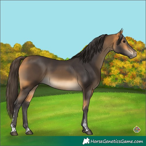 Horse Color:Buckskin Sabino 
