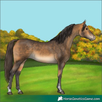 Horse Color:Buckskin Sabino 