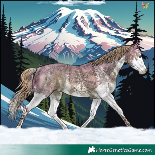 Horse Color:Watercolor White Spotted Liver Chestnut Ice Splash Rabicano 