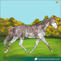 Horse Color:Watercolor White Spotted Liver Chestnut Ice Splash Rabicano 