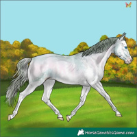 Horse Color:Watercolor White Spotted Gold Champagne Onyx Splash 