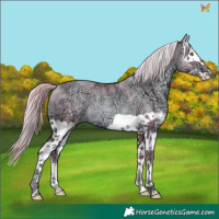 Horse Color:Watercolor Gold Champagne Ice Splash Rabicano 