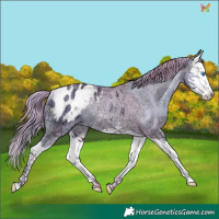Horse Color:Watercolor Gold Champagne Ice Splash Appaloosa Rabicano 