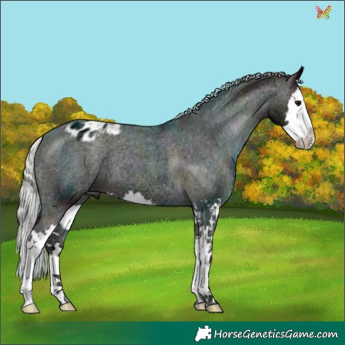 Horse Color:Midnight Silver Brown Ice Onyx Splash Appaloosa 