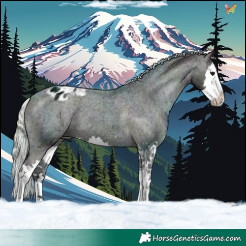 Horse Color:Midnight Silver Brown Ice Onyx Splash Appaloosa 